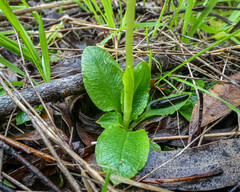 Pterostylis curta × nutans