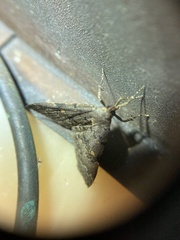 Idia diminuendis