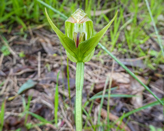 Pterostylis curta × nutans