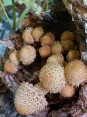 Pholiota squarrosa