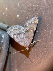 Idia diminuendis
