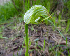 Pterostylis curta × nutans