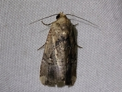 Elaphria chalcedonia