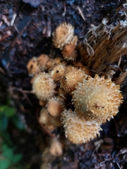 Pholiota squarrosa