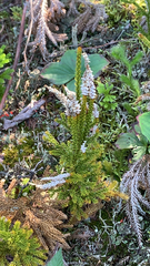 Dendrolycopodium