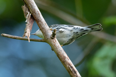 Mniotilta varia