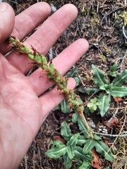 Goodyera oblongifolia