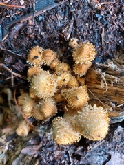 Pholiota squarrosa