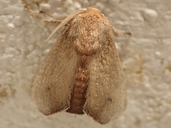 Natada nigripuncta
