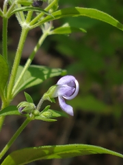 Trichostema dichotomum