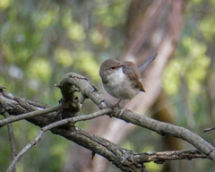 Malurus cyaneus