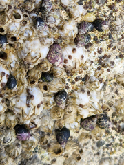 Littorina
