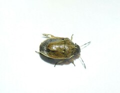 Neottiglossa pusilla