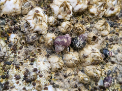 Littorina