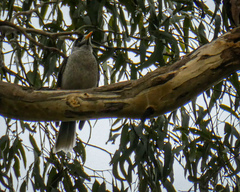 Manorina melanocephala