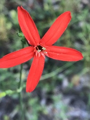 Silene subciliata