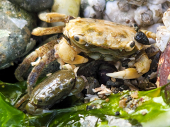 Hemigrapsus oregonensis