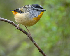 Pardalotus punctatus