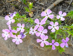 Phlox