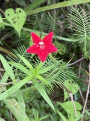 Ipomoea quamoclit
