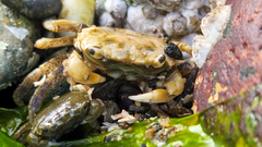 Hemigrapsus oregonensis