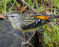 Pardalotus punctatus