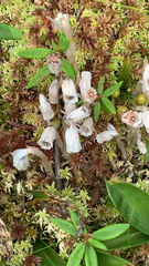 Monotropa uniflora