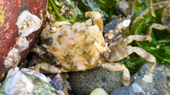 Hemigrapsus oregonensis