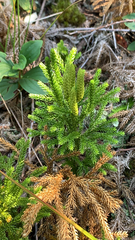 Dendrolycopodium