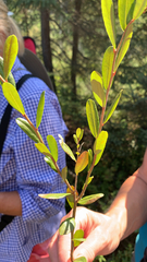 Chamaedaphne calyculata