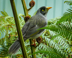Manorina melanocephala