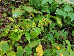 Solidago macrophylla