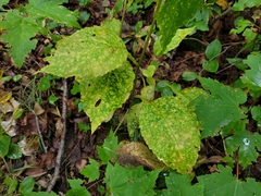Solidago macrophylla