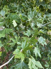 Platanus
