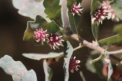 Cynips quercusechinus