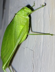 Amblycorypha