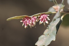 Cynips quercusechinus