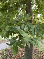 Platanus