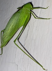 Amblycorypha