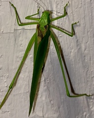 Amblycorypha