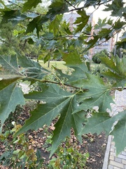 Platanus