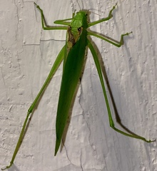 Amblycorypha