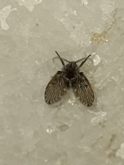 Clogmia albipunctata