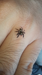 Salticinae