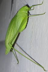 Amblycorypha