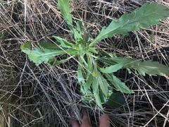 Erigeron sumatrensis