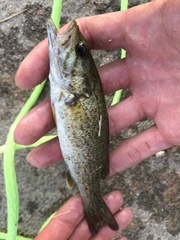 Micropterus dolomieu