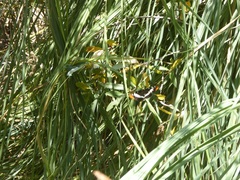 Limenitis lorquini