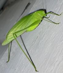 Amblycorypha