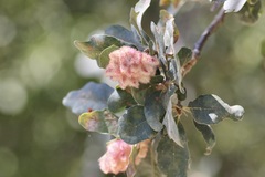 Andricus crystallinus